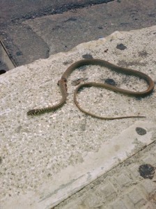 serpente via piave