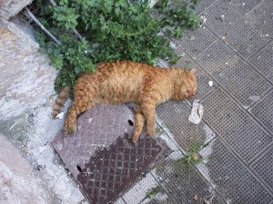 gatto-morto-zona-ospedale