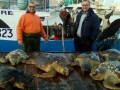 recupero record tartarughe marine 2