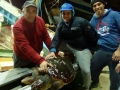 recupero record tartarughe marine 3