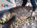 Carcassa-tartaruga-marina-1a