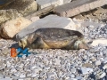 Carcassa-tartaruga-marina-7a