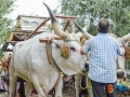 Processione-santi-carro-buoi-3