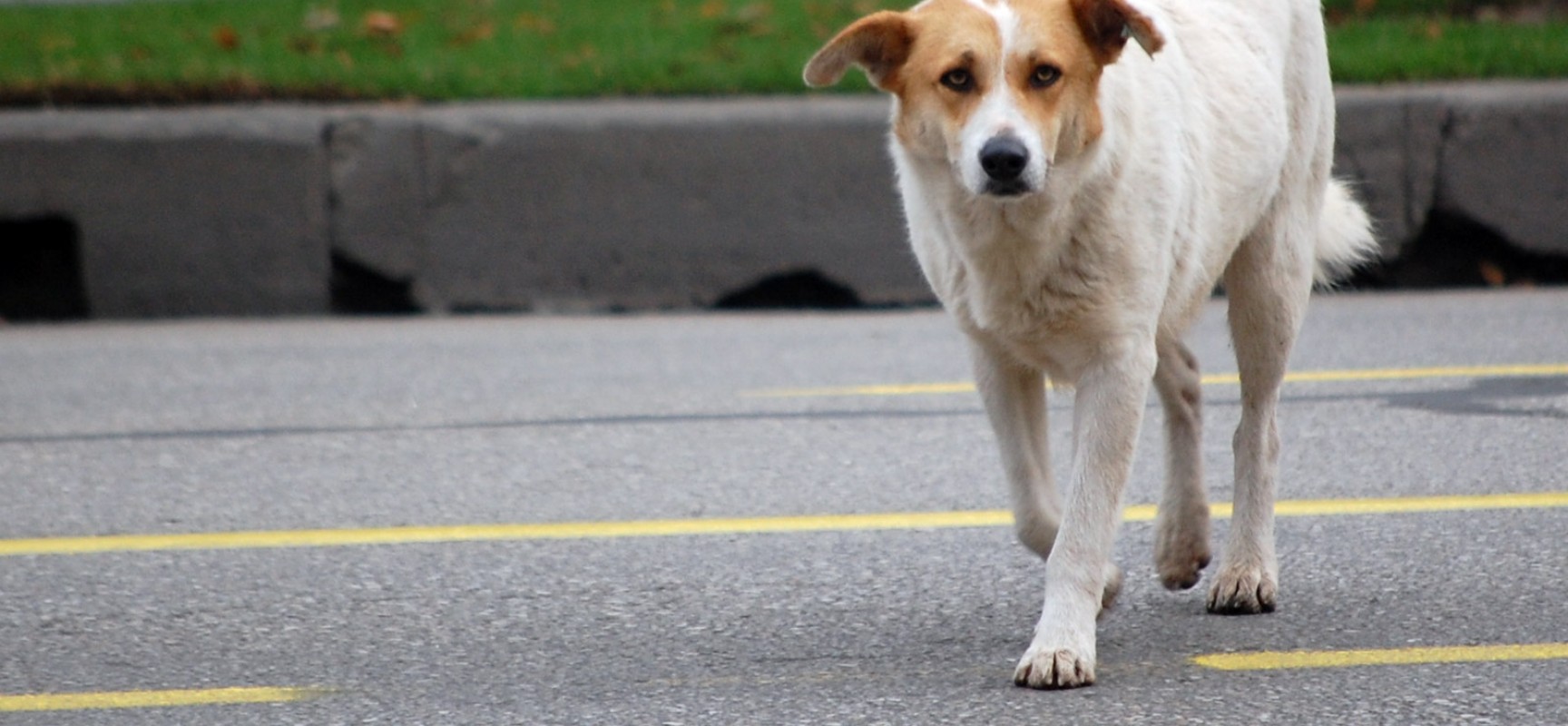 Reimmissione sul territorio dei cani randagi, il comune attiva la polizza assicurativa