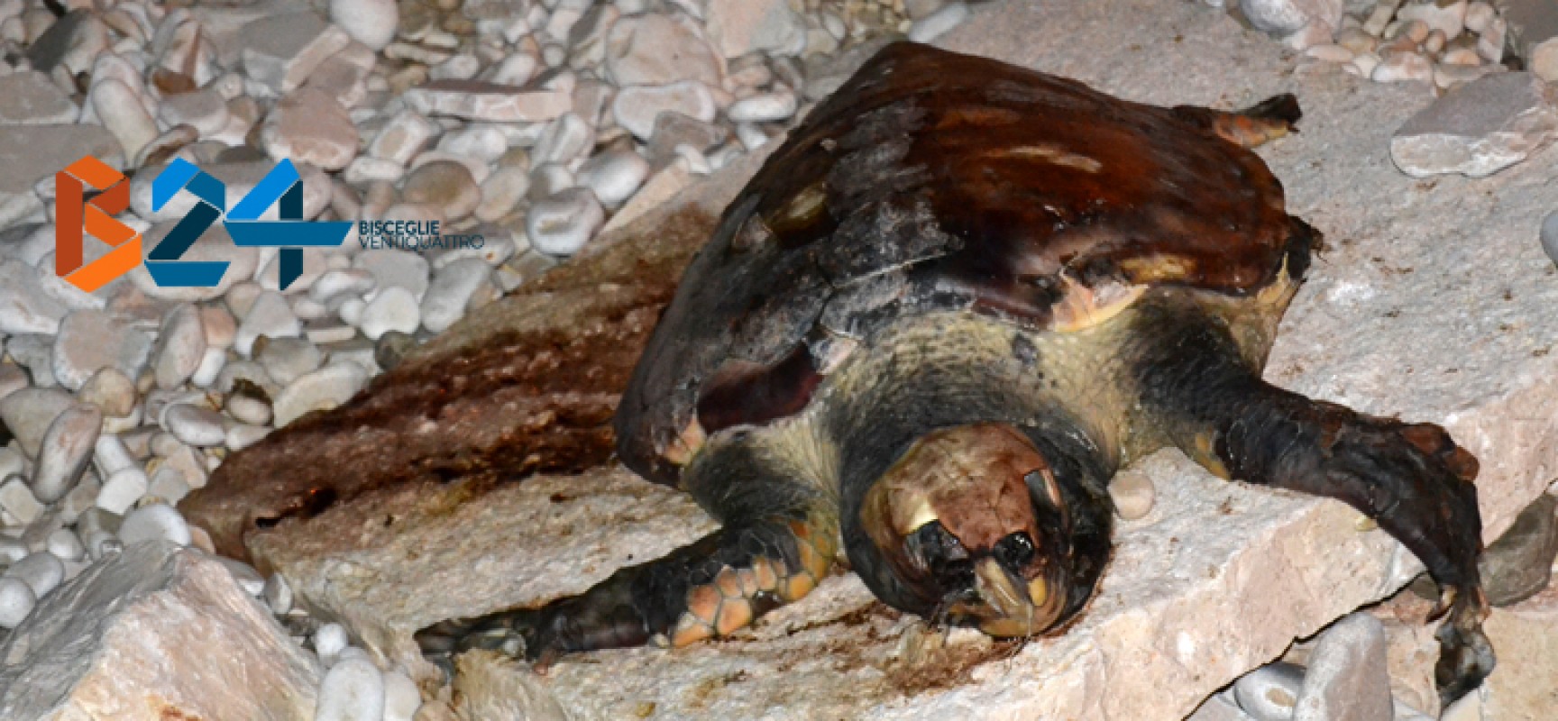 Ritrovata un’altra carcassa di tartaruga marina sulle coste biscegliesi