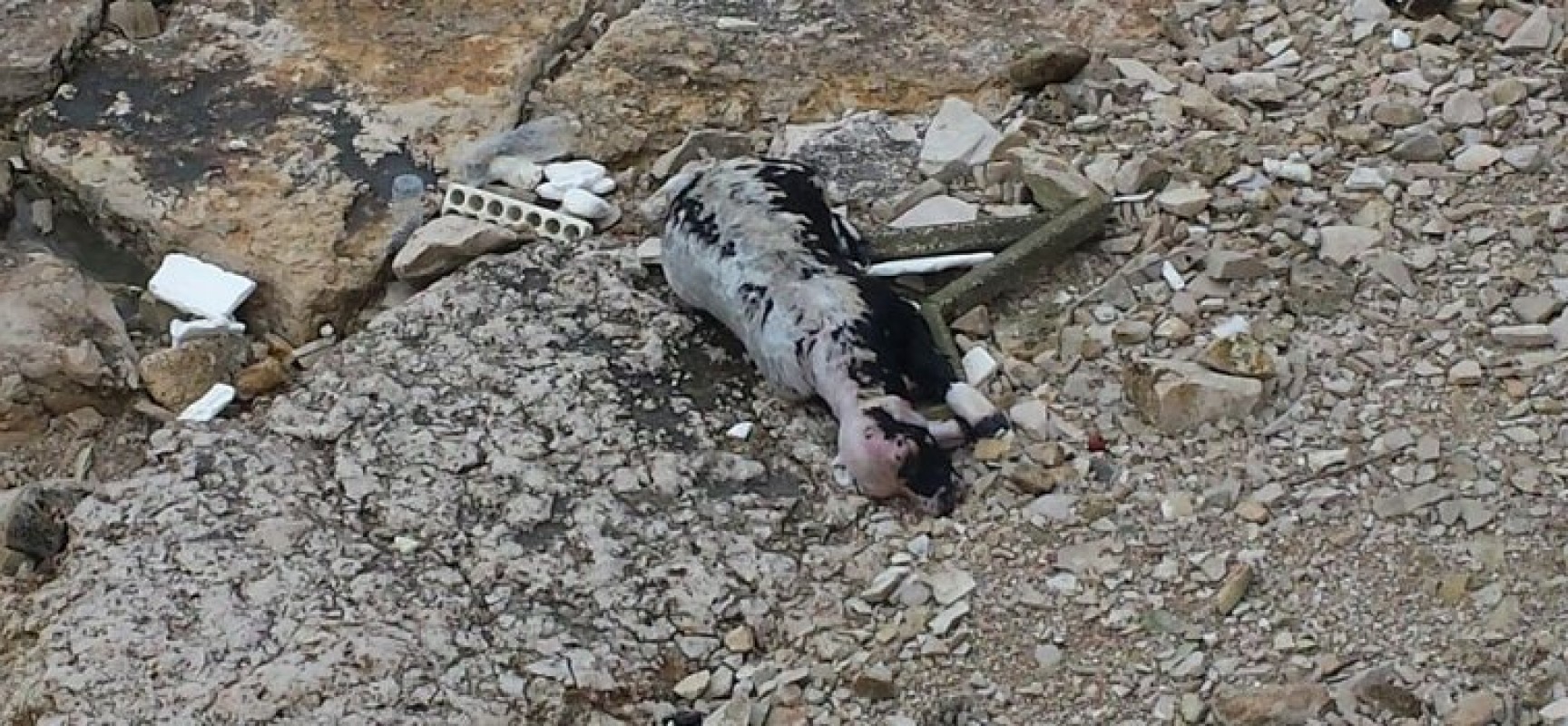 Ritrovata carcassa di una mucca in spiaggia a Bisceglie