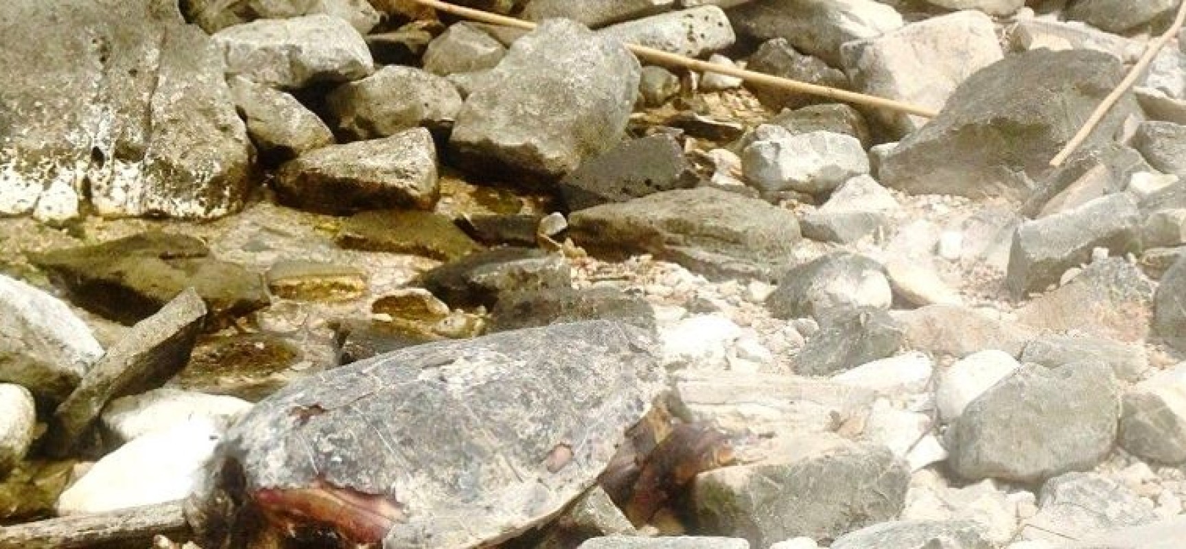 Carcassa di tartaruga marina ritrovata sulle coste biscegliesi