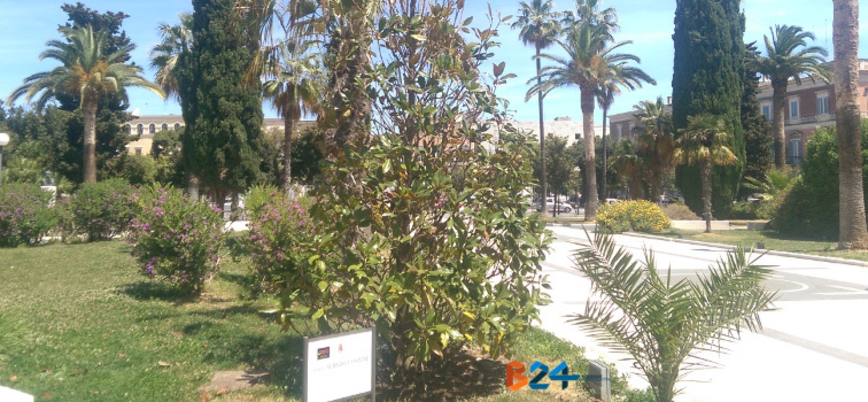 Albero di magnolia in memoria di Sergio Cosmai sempre più spoglio e secco / FOTO