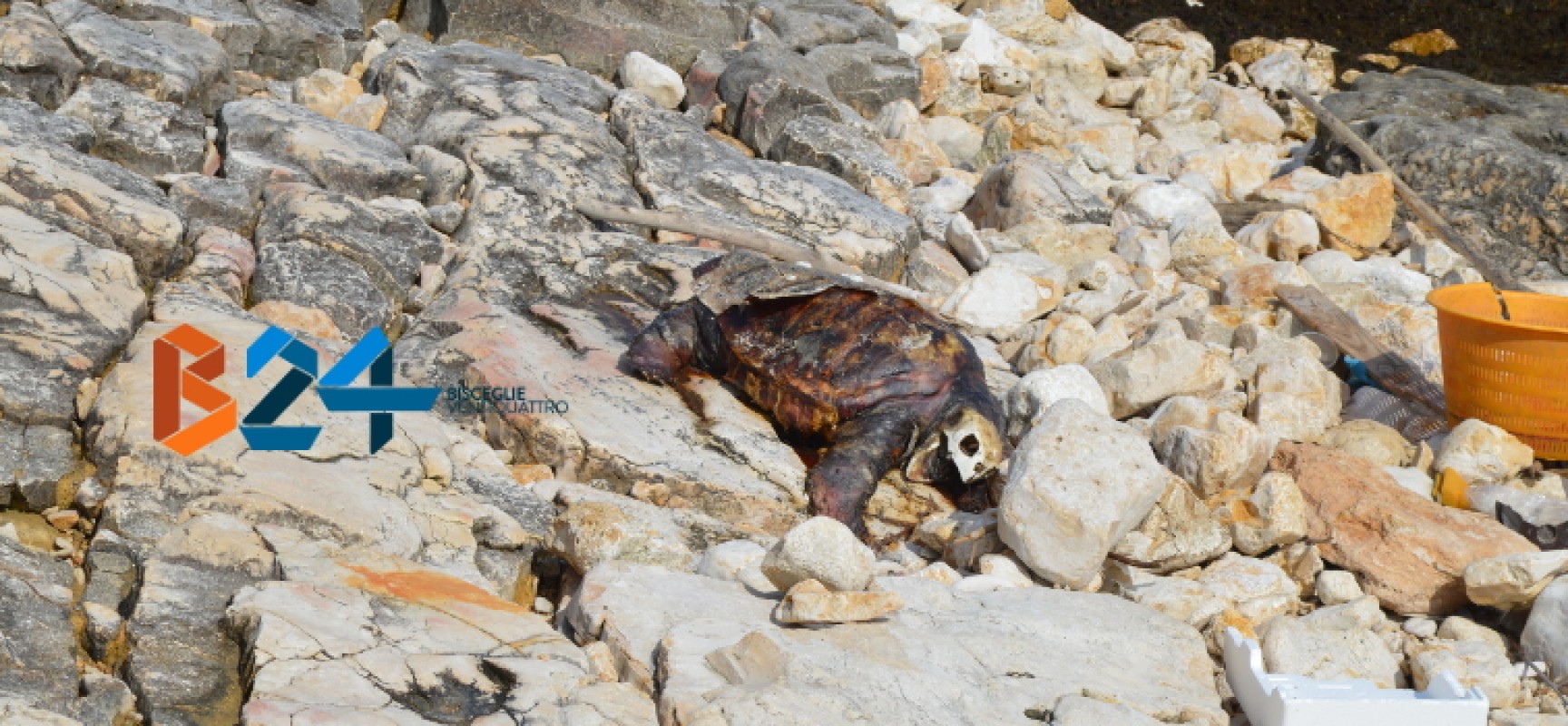 Carcassa di tartaruga spiaggiata da giorni a Ripalta, interviene Centro di Recupero Tartarughe / FOTO