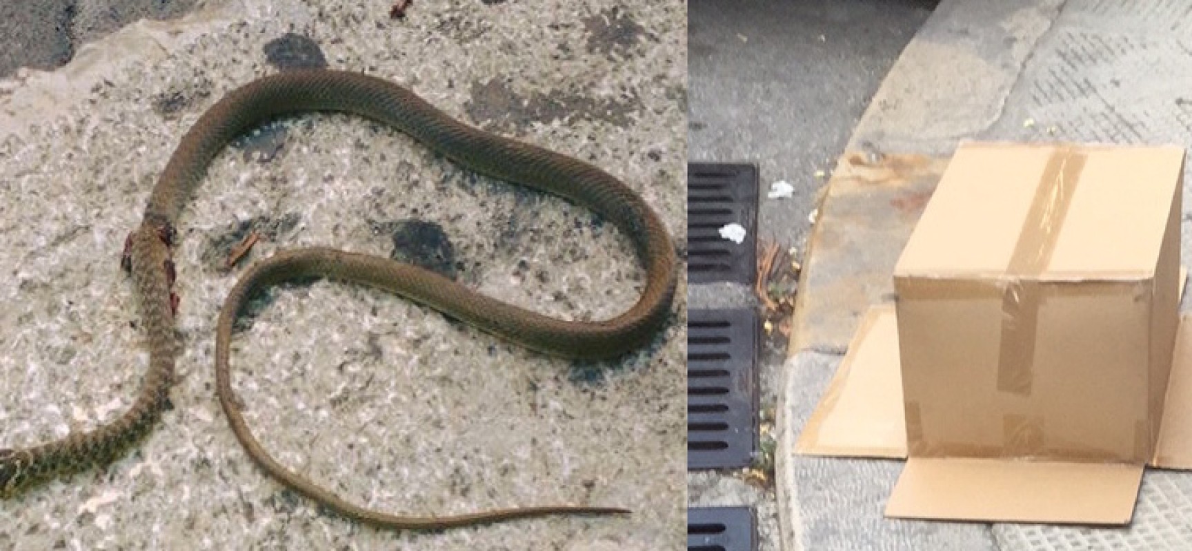 Un serpente e un topo in via Piave tra gli occhi esterrefatti dei passanti