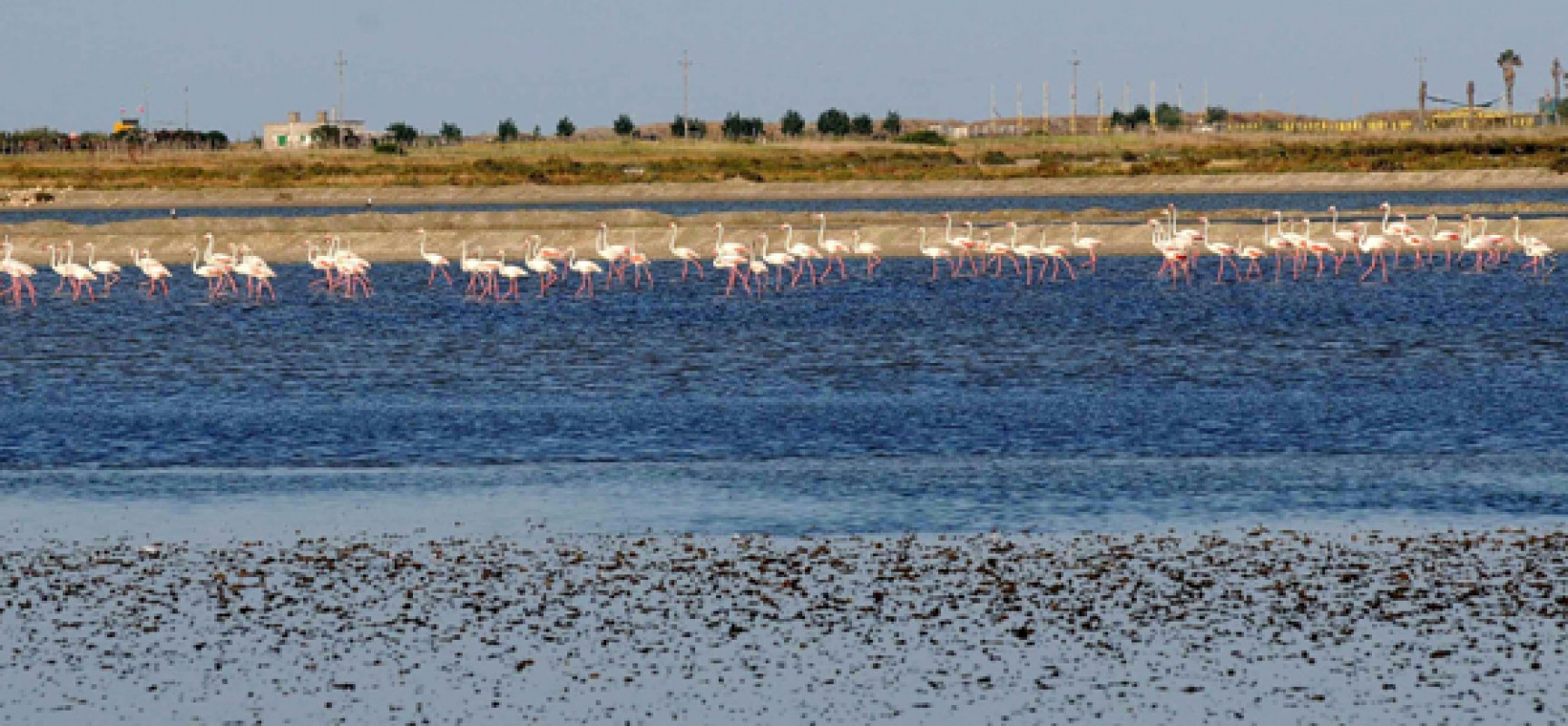 Biciliae organizza “Pedalando tra i fenicotteri rosa” per il 27 settembre / PROGRAMMA