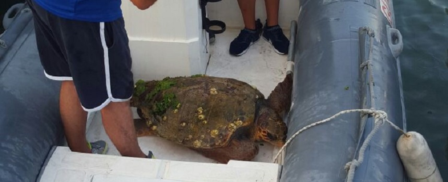 Salvata ieri pomeriggio nelle acque del porto una tartaruga ferita