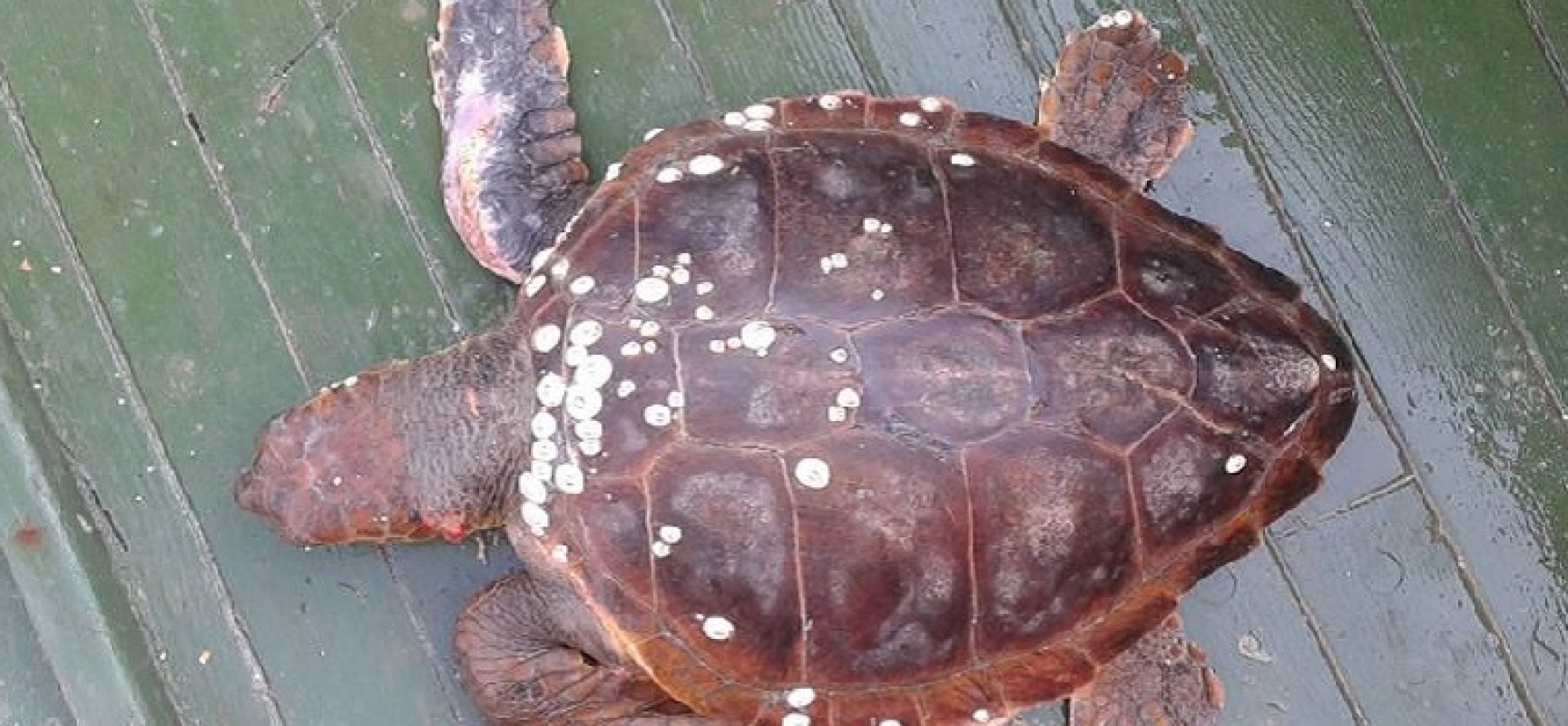 Tratto in salvo dal peschereccio “Angela Madre” un esemplare di tartaruga marina