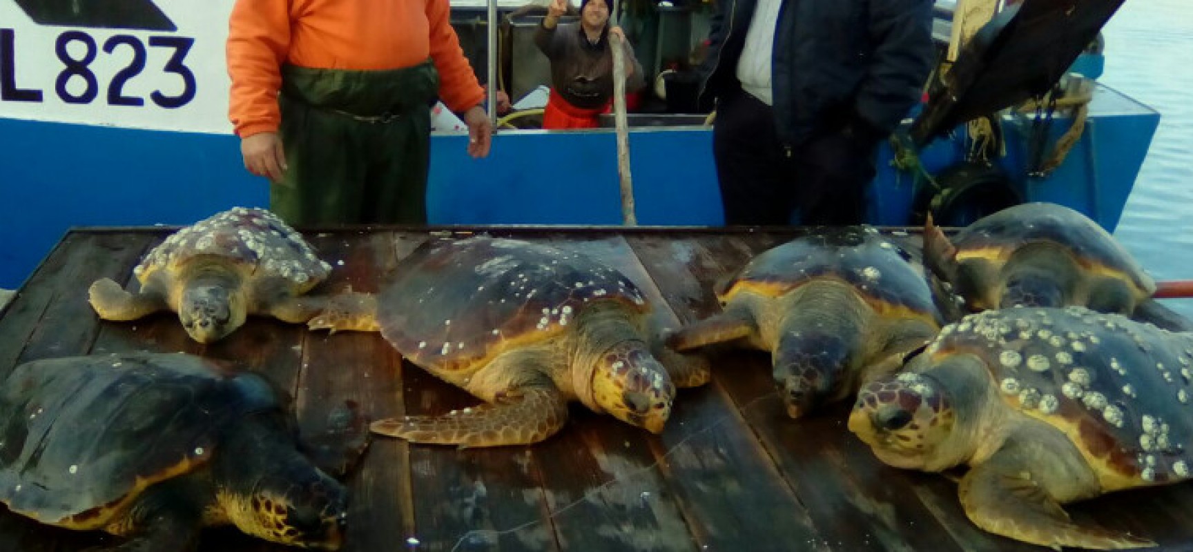 Chiusura da record per il centro di recupero, oltre 400 le tartarughe salvate nel 2016