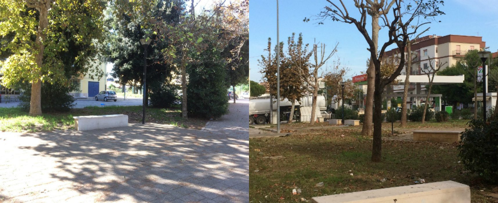 Bisceglie 5 Stelle: “Danneggiati 13 alberi di platano su 17 in piazza Salvo D’Acquisto”