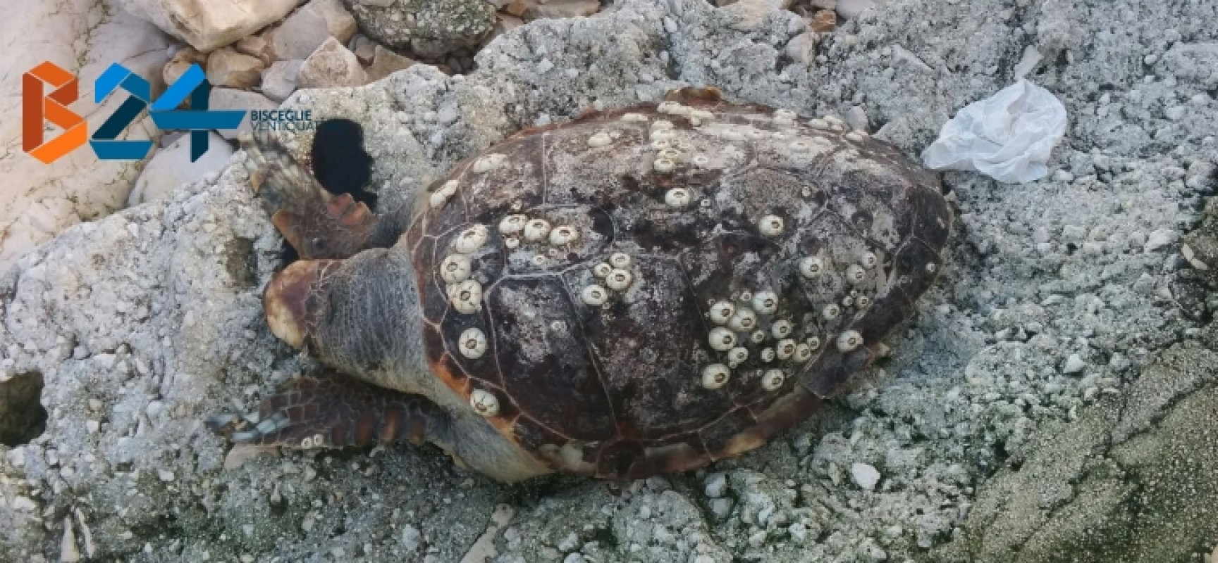 Ritrovata ieri mattina carcassa di tartaruga nella zona di levante