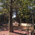 Dopo anni di chiusura riapre il giardino botanico Santonio Veneziani