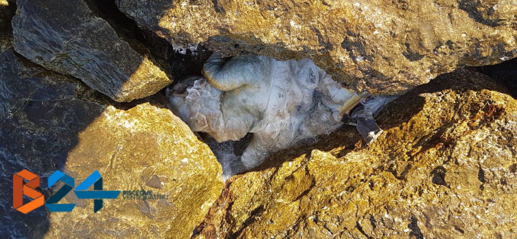 Carcassa di tartaruga marina ritrovata tra gli scogli de “La Salata”