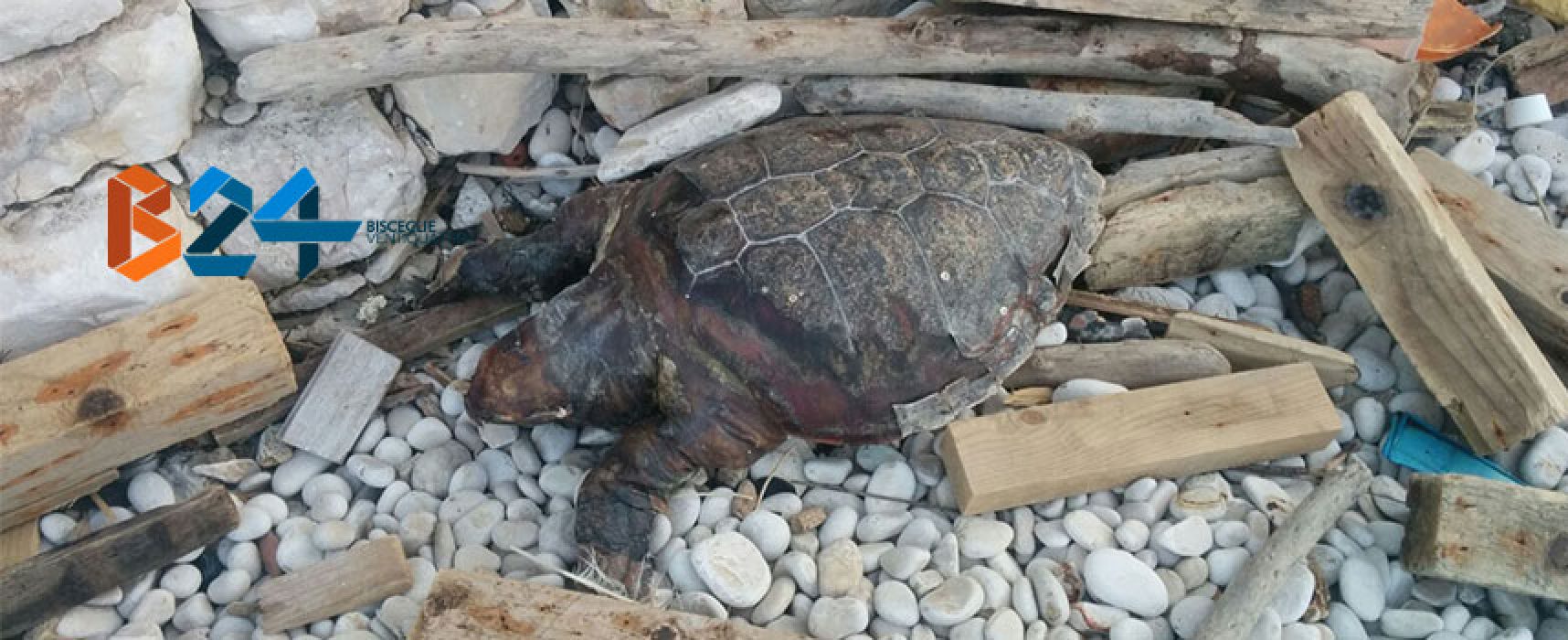 Carcassa di tartaruga ritrovata in zona Salsello