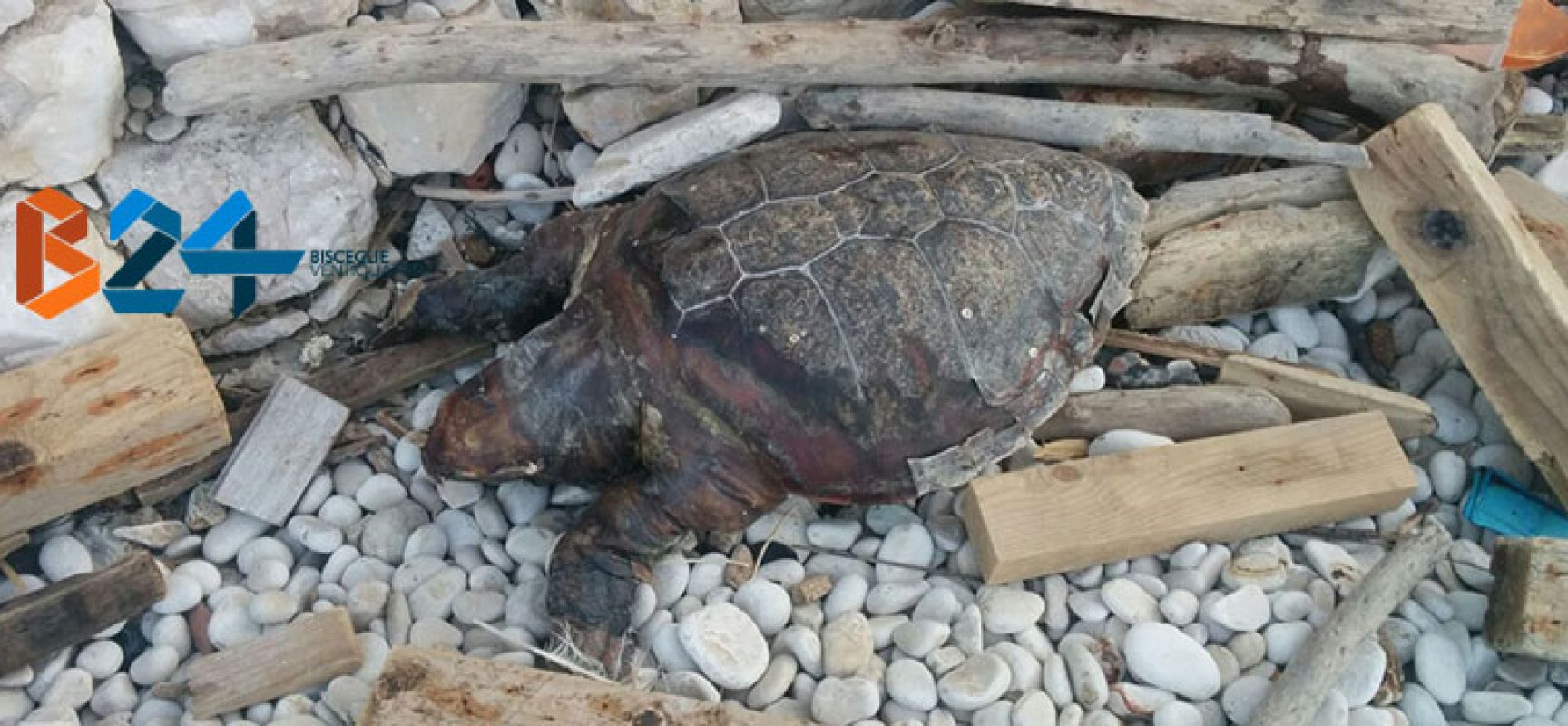 Carcassa di tartaruga ritrovata in zona Salsello