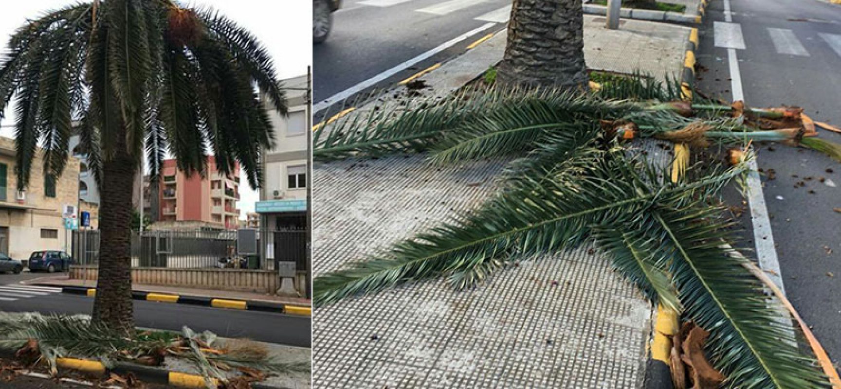 Palme distrutte dal punteruolo rosso, Attivisti a 5 stelle lanciano appello