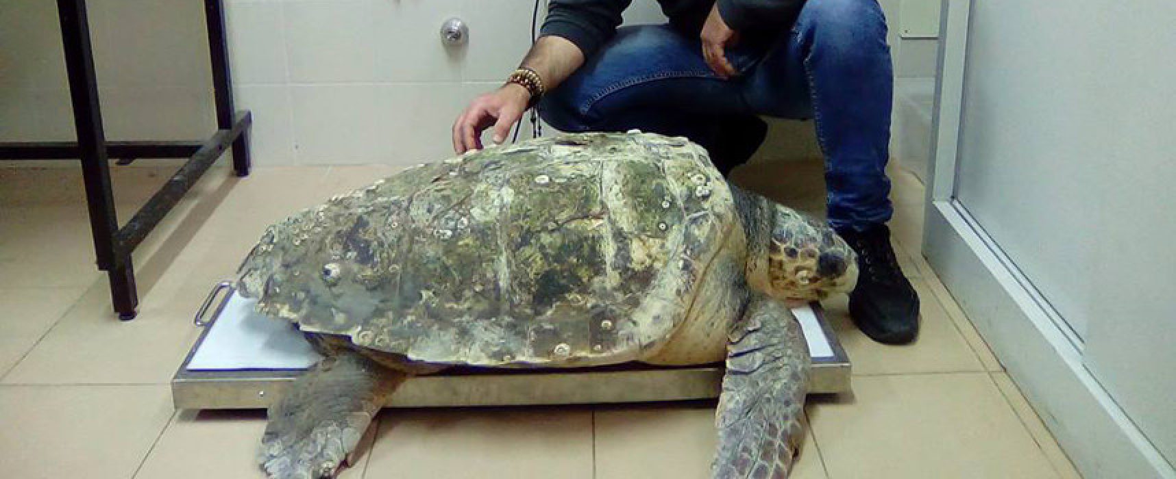 Tartaruga marina di ben 61kg salvata dal motopesca biscegliese “Francesco padre”