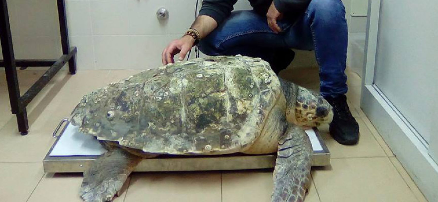 Tartaruga marina di ben 61kg salvata dal motopesca biscegliese “Francesco padre”