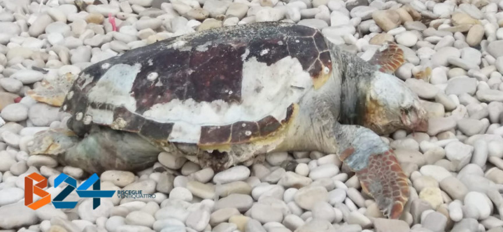 Carcassa di tartaruga marina ritrovata alla seconda spiaggia