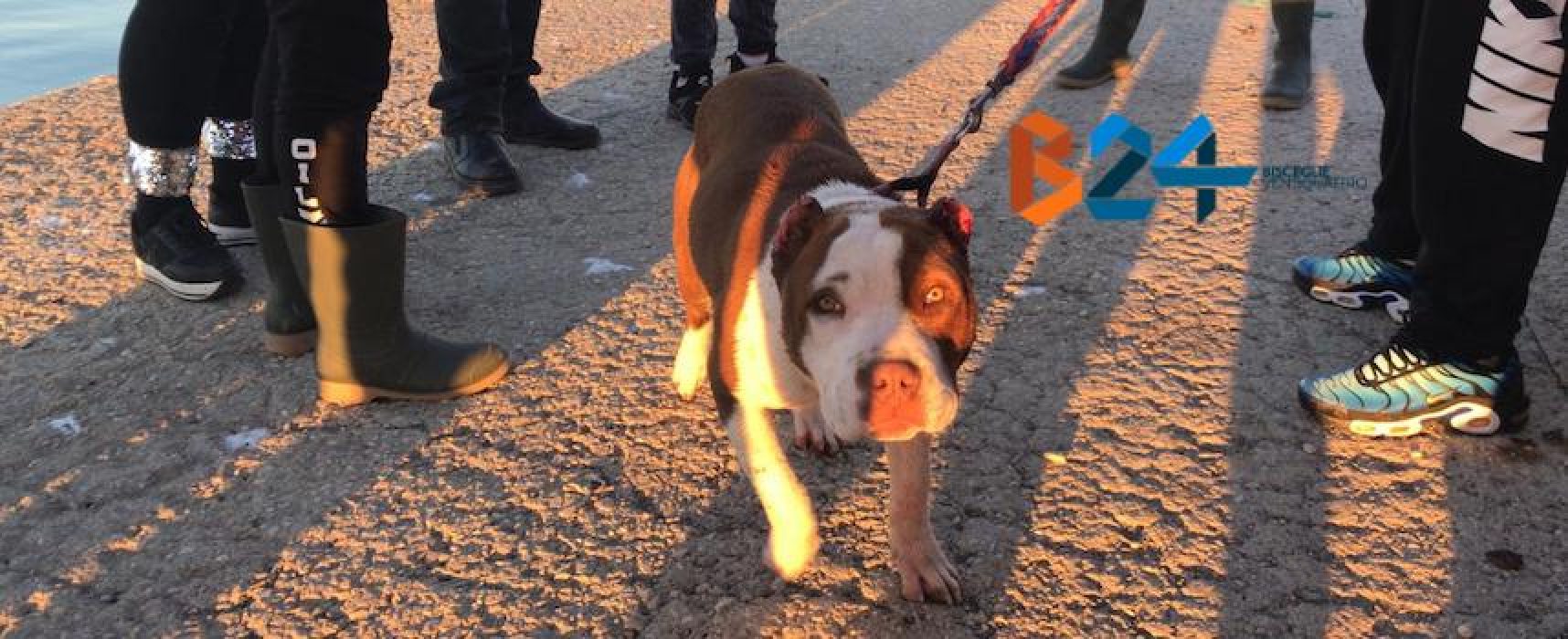 Vigili del fuoco salvano cane incastrato tra gli scogli