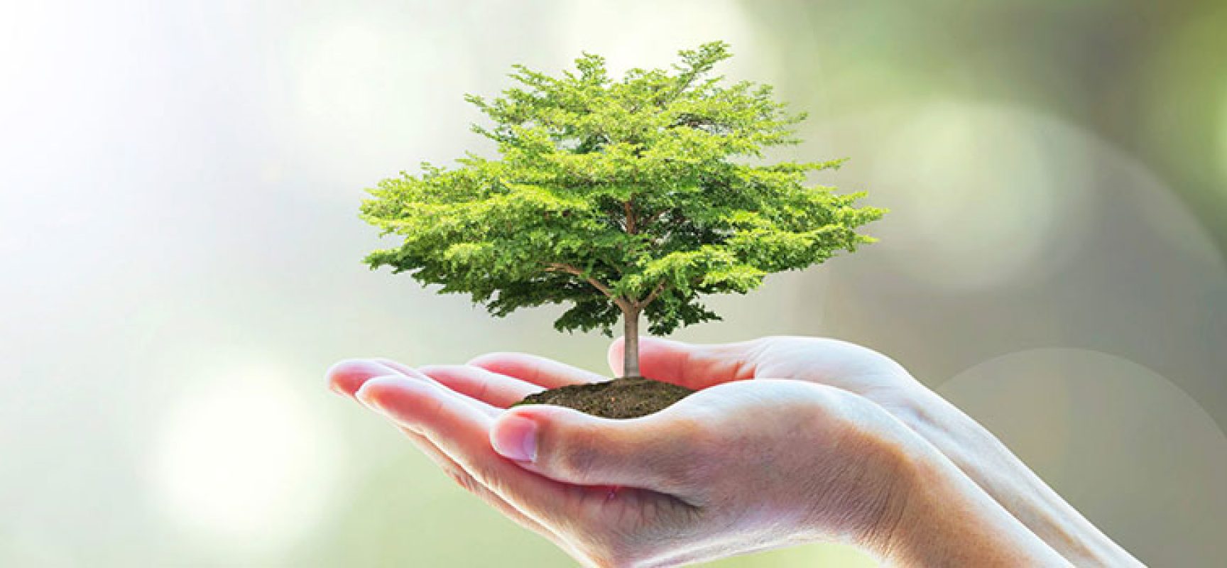 Alberi per il futuro, evento a Bisceglie in piazza 8 Marzo