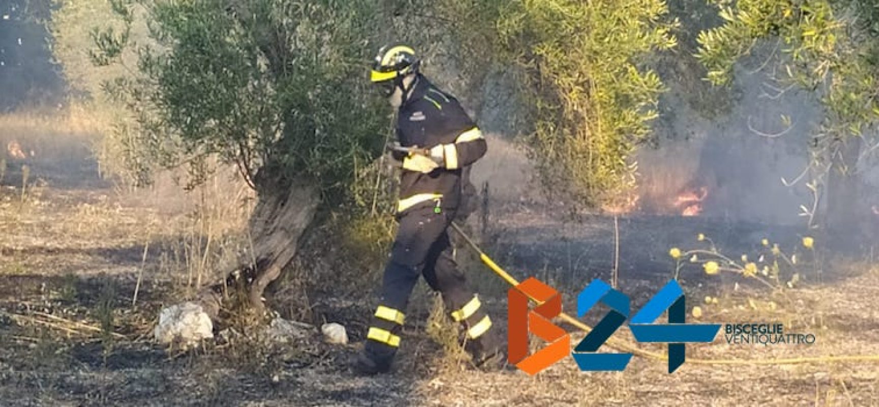 Roghi estivi, due incendi nelle ultime ore: in fiamme anche un oliveto / FOTO