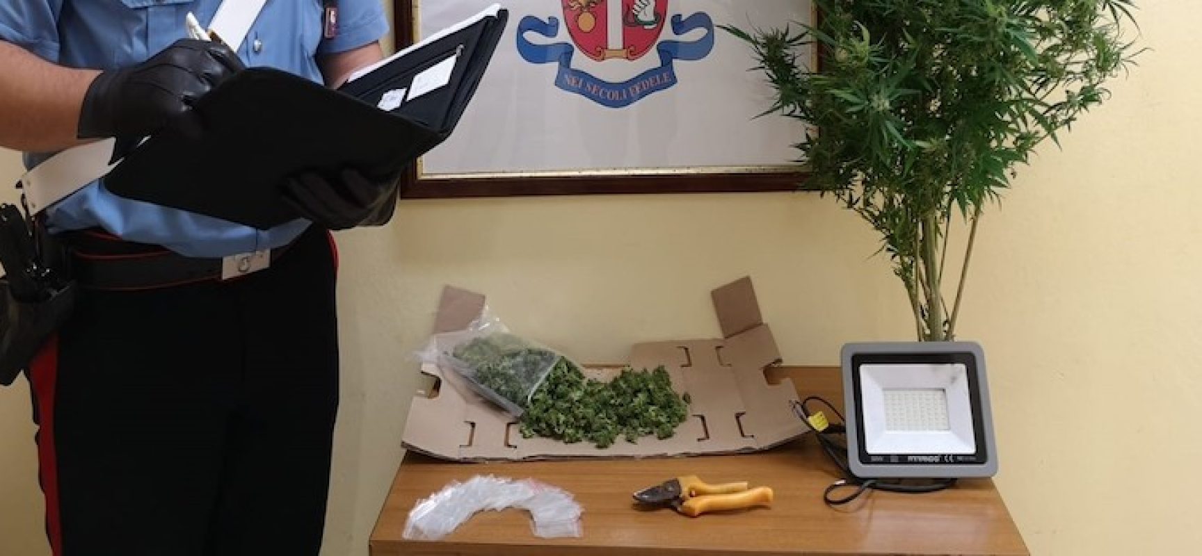 Minore arrestato per detenzione di marijuana: in casa  piccola serra artigianale