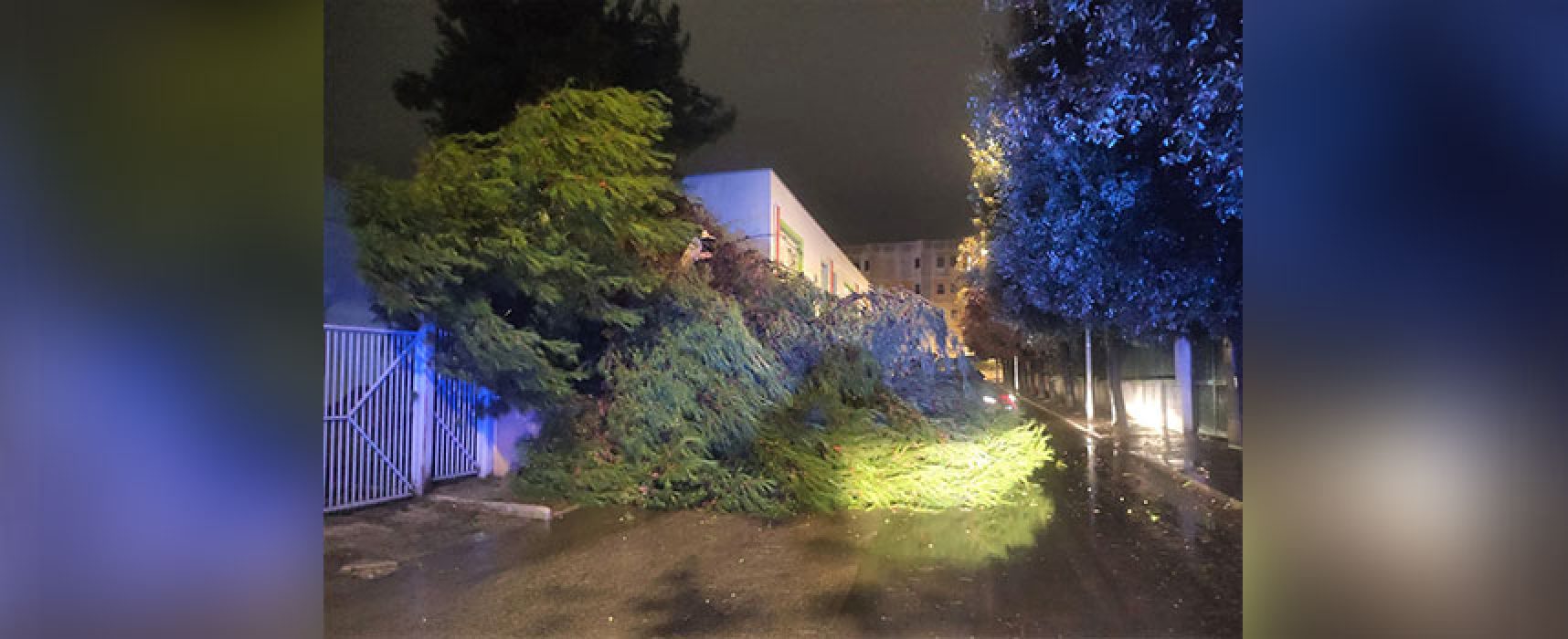 Maltempo: grosso albero cade ed invade via Bartolo Colangelo