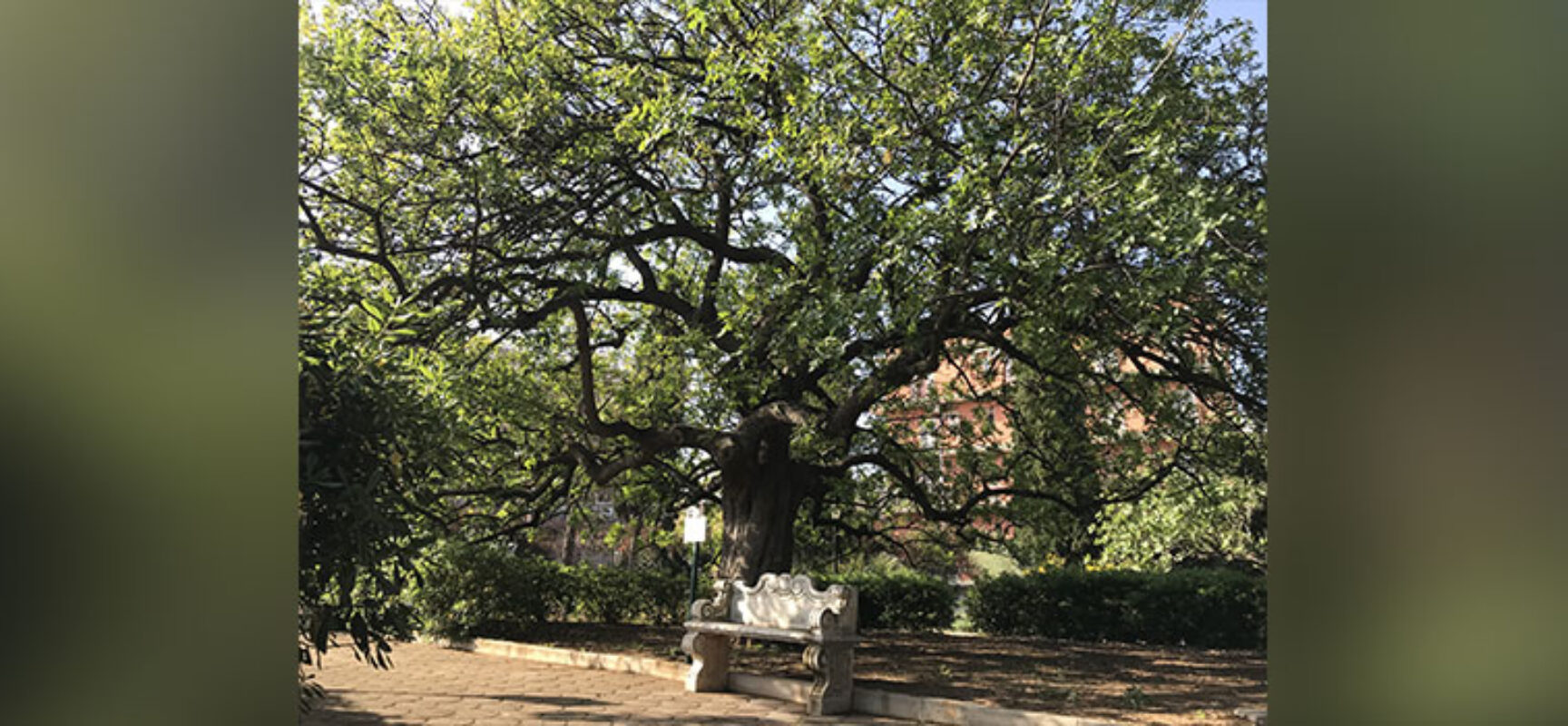 Il Giardino Botanico Veneziani celebra la Festa del Pistacchio