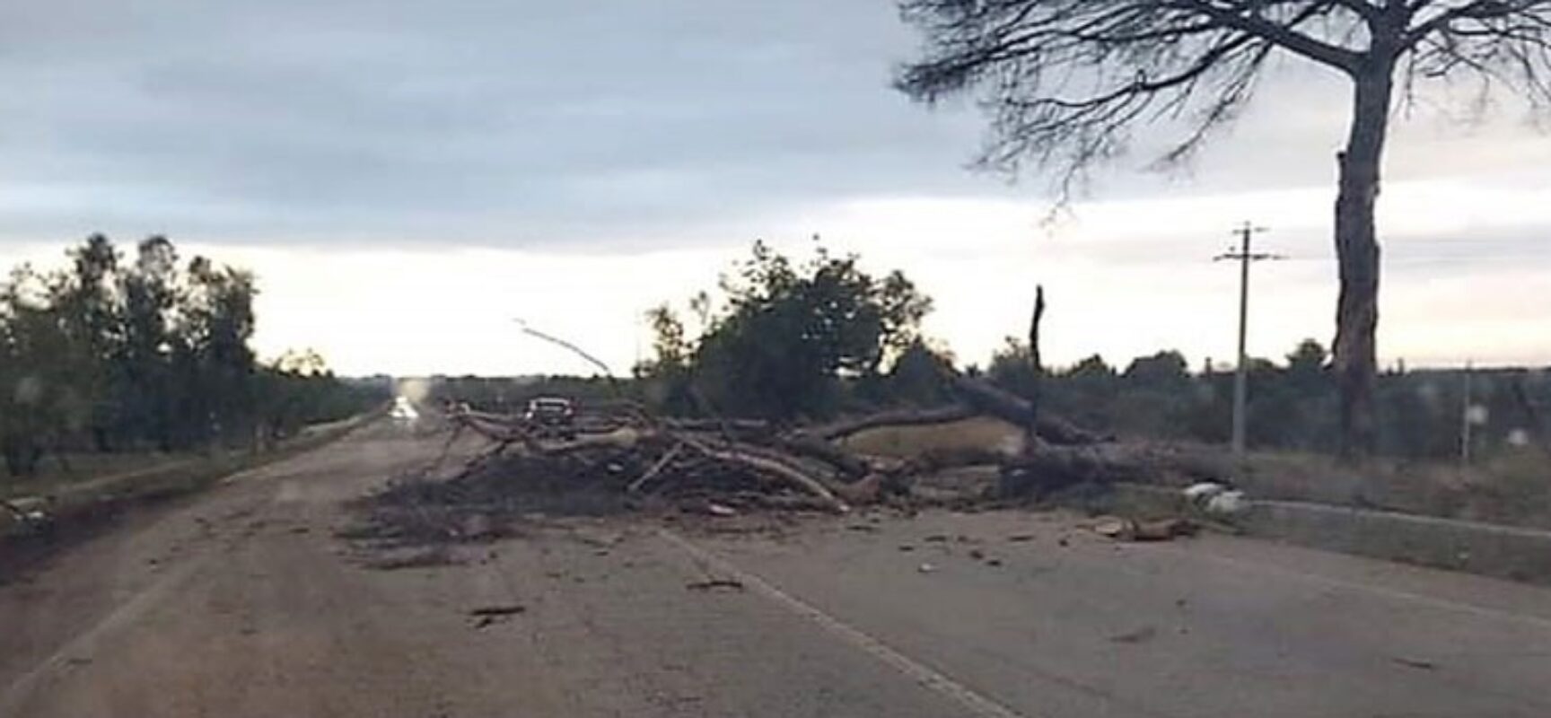 Maltempo, Bisceglie: cade albero su strada provinciale 85, intervengono Vigili del Fuoco