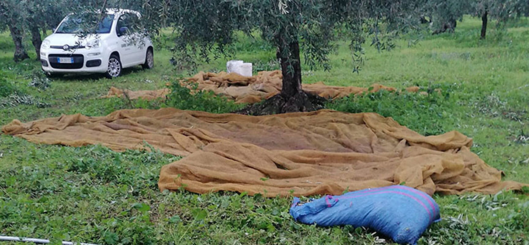 Guardie Campestri sventano furto di olive nell’agro di Bisceglie