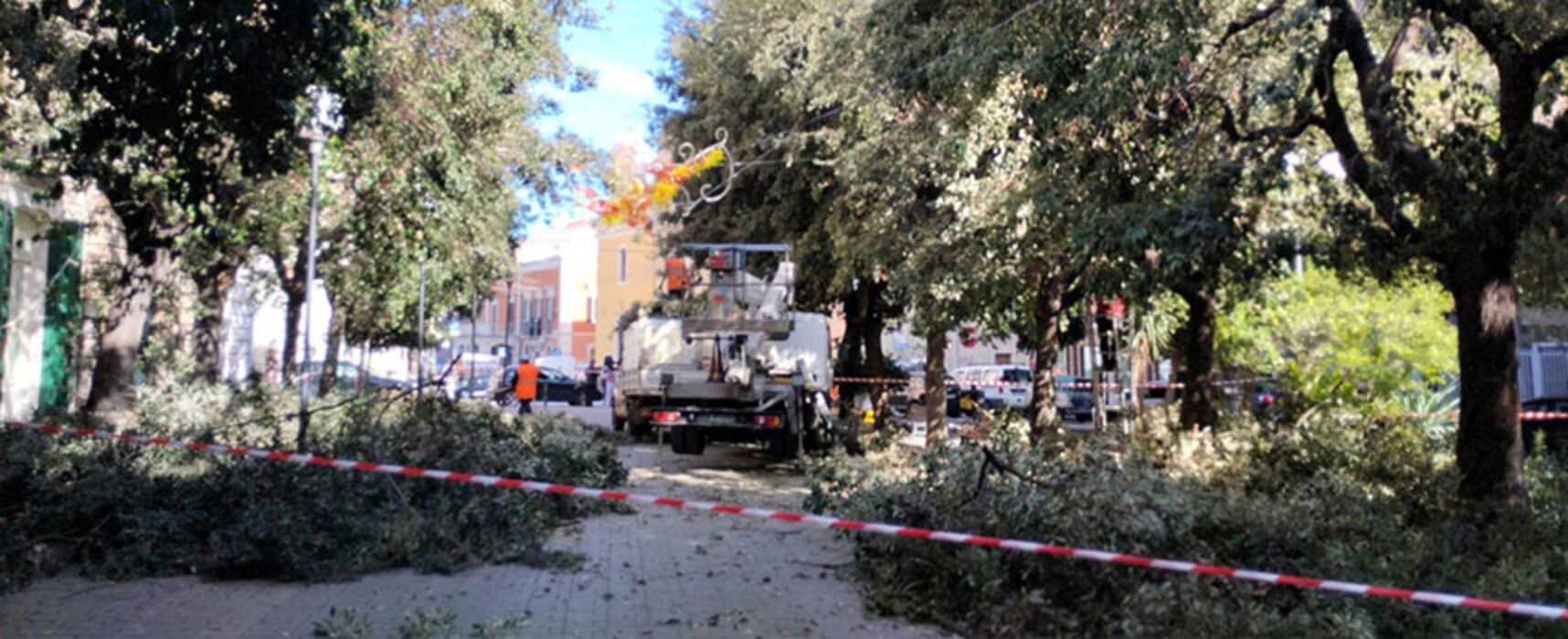 Proseguono interventi di potatura degli alberi a Bisceglie / INFO e DETTAGLI