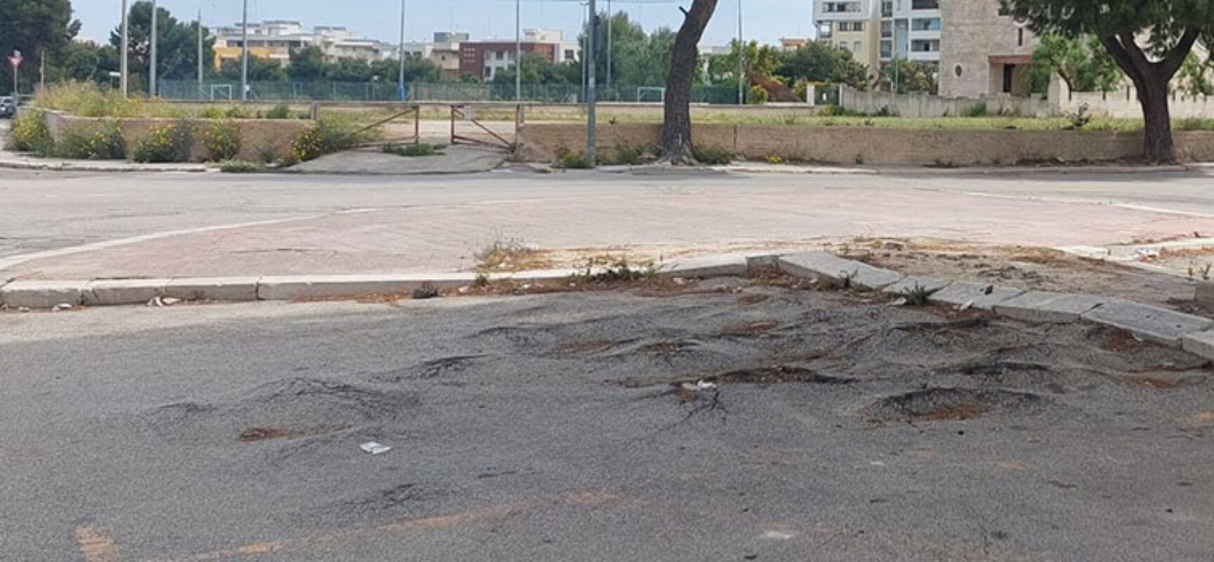Rifacimento stradale via Colangelo, “Lavori non possono prescindere da abbattimento di nove pini”
