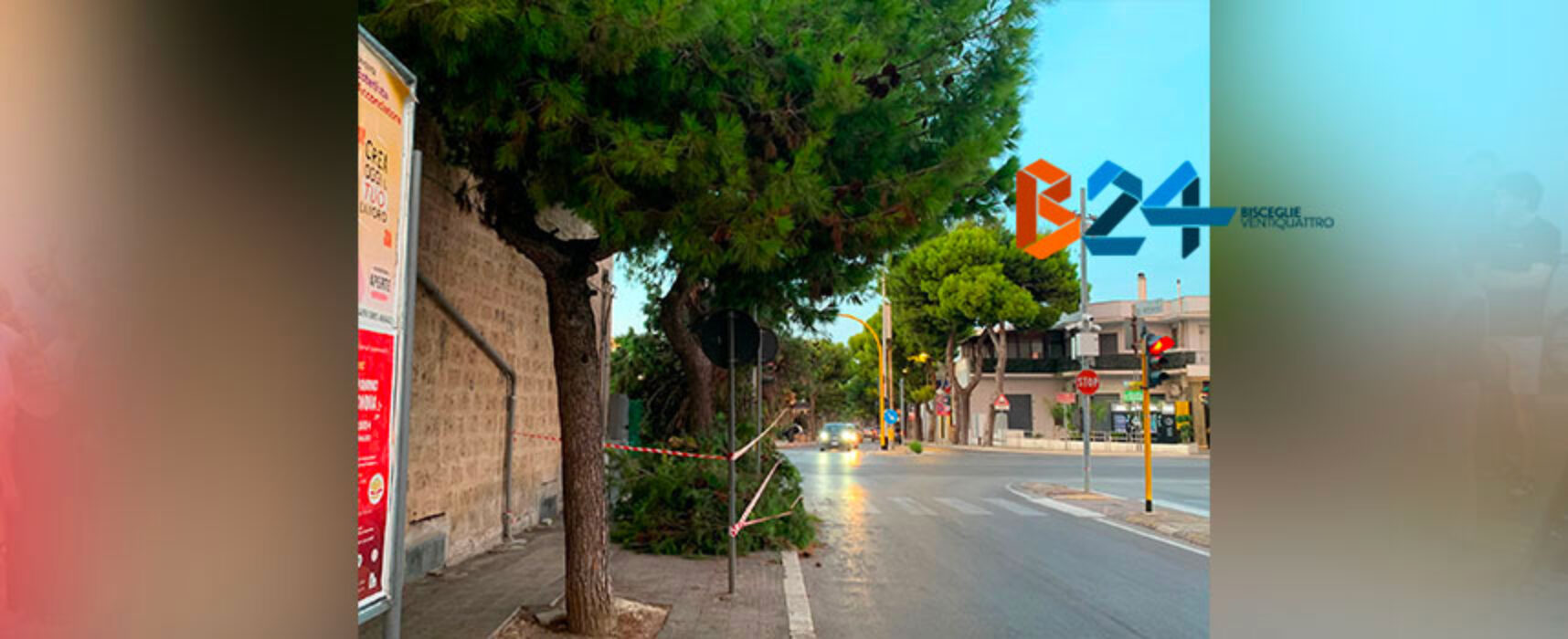 Grosso ramo cede invadendo l’incrocio tra via Bovio e via Di Vittorio