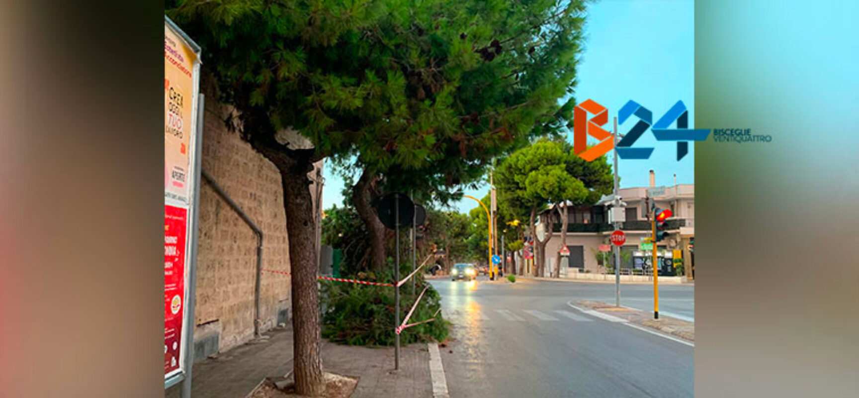 Grosso ramo cede invadendo l’incrocio tra via Bovio e via Di Vittorio