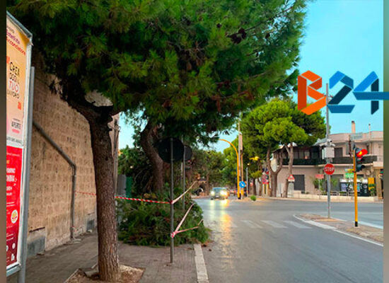 Grosso ramo cede invadendo l’incrocio tra via Bovio e via Di Vittorio