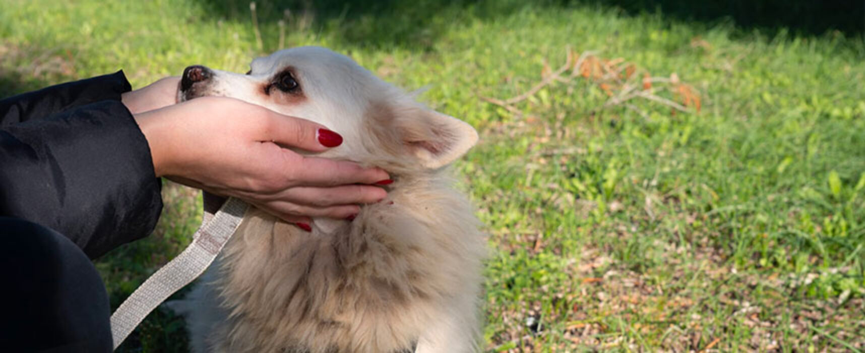 Giornata degli Animali, Enpa Bisceglie lancia gli affidi temporanei