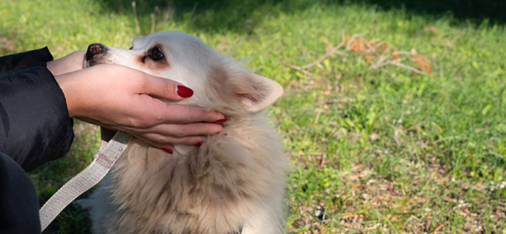 Giornata degli Animali, Enpa Bisceglie lancia gli affidi temporanei