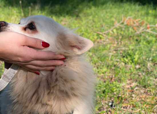 Giornata degli Animali, Enpa Bisceglie lancia gli affidi temporanei