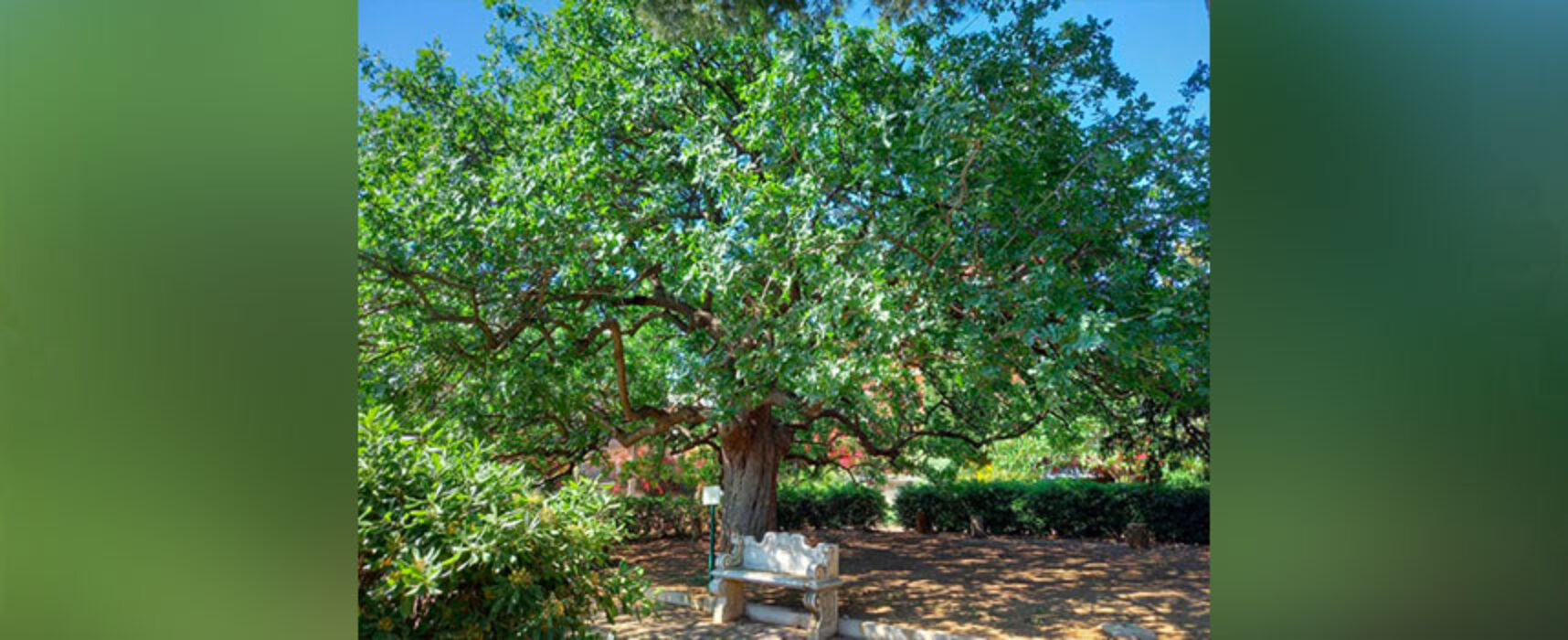 Bisceglie celebra la Giornata nazionale degli Alberi