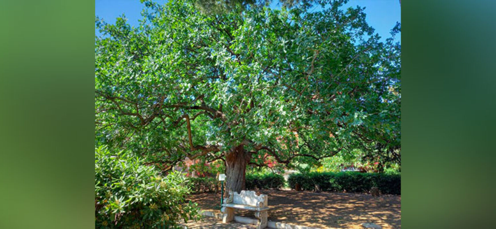 Bisceglie celebra la Giornata nazionale degli Alberi