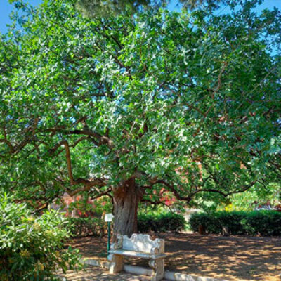 Bisceglie celebra la Giornata nazionale degli Alberi