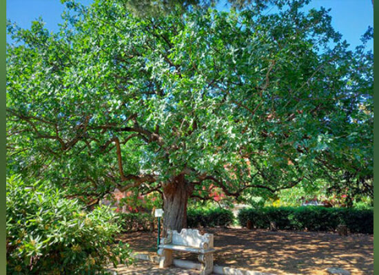 Bisceglie celebra la Giornata nazionale degli Alberi